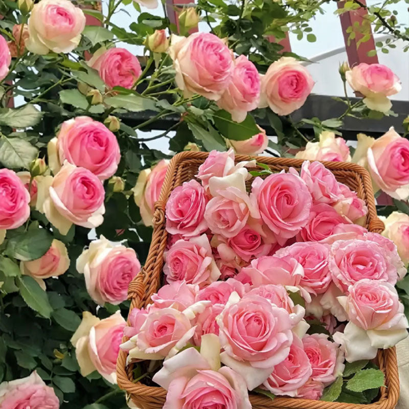 Eden Pink Climbing Rose Live Plant Sapling, 5-8\