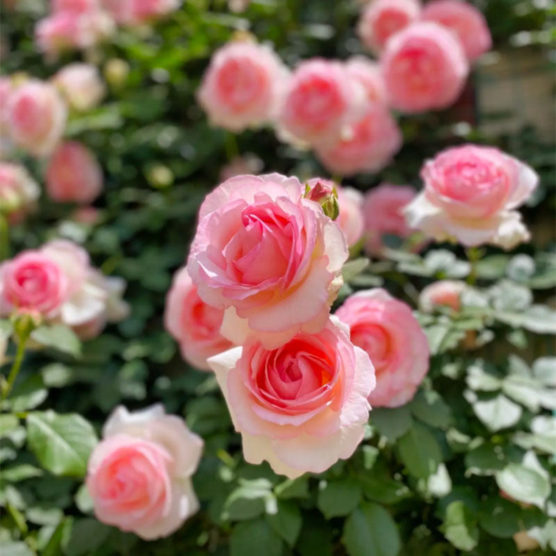Eden Pink Climbing Rose Live Plant Sapling, 5-8\