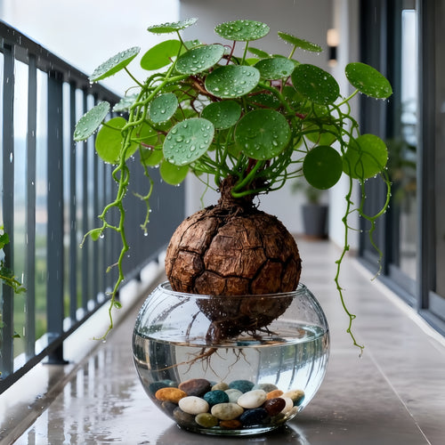 2 bulbs, not seeds, with a bulb diameter of 3-5 cm, suitable for indoor and outdoor garden planting