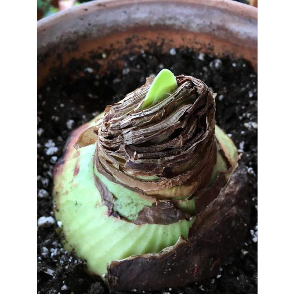 1 Amaryllis bulb